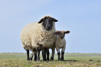 German black-headed meat sheep or black-headed sheep (Ovis orientalis aries) with lamb,