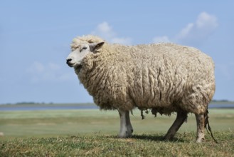 German white-headed meat sheep (Ovis orientalis aries), Schleswig-Holstein, Germany