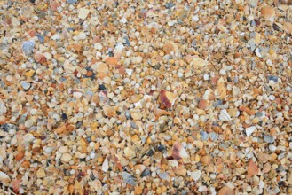 Different mussel shells on the beach, Algarve, Portugal