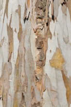 Tasmanian blue gum or common eucalyptus (Eucalyptus globulus), detail of the trunk, Algarve,