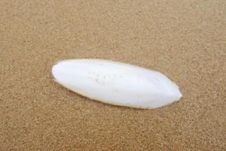 Cuttlefish school (cuttlefish) on a sandy beach, Algarve, Portugal