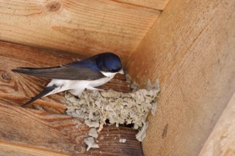 House martin (Delichon urbicum) building a nest, Schleswig-Holstein, Germany