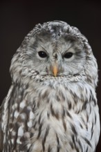 Ural owl (Strix uralensis), portrait, Bavarian Forest, Germany