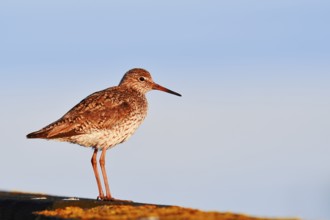 Redshank (Tringa totanus), Schleswig-Holstein, Germany