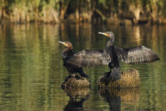 Cormorants (Phalacrocorax carbo) sitting on tree stumps in the water and drying their feathers,