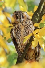 Long-eared owl (Asio otus) sitting in a tree in autumn, North Rhine-Westphalia, Germany