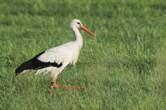 White stork (Ciconia ciconia) in a meadow, North Rhine-Westphalia, Germany