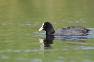 Eurasian Coot or coot rail (Fulica atra), North Rhine-Westphalia, Germany