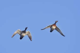 Gadwall (Mareca strepera, Anas strepera), drake and female flying, North Rhine-Westphalia, Germany