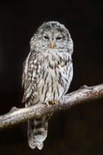 Ural owl (Strix uralensis), Bavarian Forest, Germany
