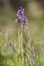Green-winged orchid or Salep's orchid (Anacamptis morio, Orchis morio), flowering, Algarve,