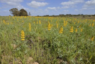 Flowering Yellow lupins (Lupinus luteus) in a meadow, Alentejo, Portugal