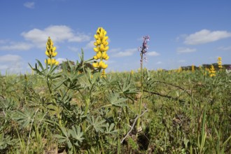 Yellow lupin (Lupinus luteus) and Green-winged orchid (Anacamptis morio, Orchis morio), flowering,