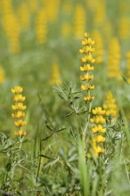 Yellow lupins (Lupinus luteus), flowering, Alentejo, Portugal