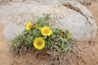 Coastal beach star or ducat flower (Pallenis maritima, Asteriscus maritimus), flowering, Algarve,