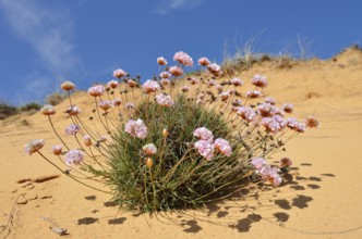 Sea carnation or common sea carnation (Armeria maritima), flowering, Alentejo, Portugal