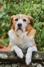 Dog, English Shepherd looking over a wall in a garden, Alsace, Grand Est, France