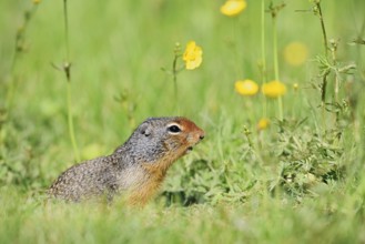 Columbia ground squirrel (Urocitellus columbianus, Spermophilus columbianus) in a flower meadow,