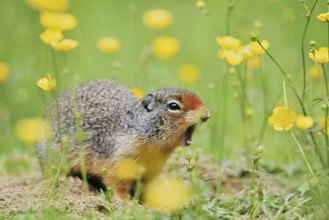 Columbia ground squirrel (Urocitellus columbianus, Spermophilus columbianus) sits calling at a