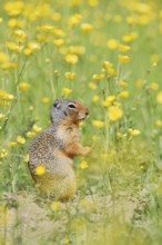 Columbia ground squirrel (Urocitellus columbianus, Spermophilus columbianus) in a flower meadow,