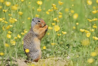 Columbia ground squirrel (Urocitellus columbianus, Spermophilus columbianus) sits feeding in a