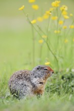 Columbia ground squirrel (Urocitellus columbianus, Spermophilus columbianus), Yoho National Park,