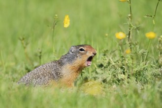 Columbia ground squirrel (Urocitellus columbianus, Spermophilus columbianus) sits calling in a