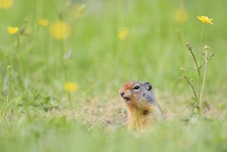 Columbia ground squirrel (Urocitellus columbianus, Spermophilus columbianus) at the burrow, Yoho