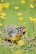 Columbia ground squirrel (Urocitellus columbianus, Spermophilus columbianus) sits calling at a