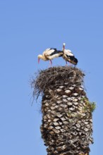 White stork (Ciconia ciconia), pair in a nest on a palm tree, Algarve, Portugal