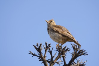 Theklalerche (Galerida theklae), Algarve, Portugal