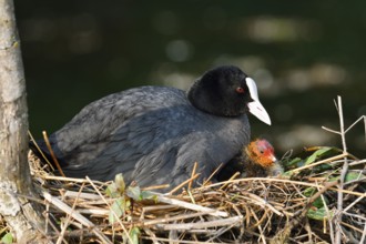Eurasian Coot (Fulica atra) with chicks on the nest, North Rhine-Westphalia, Germany