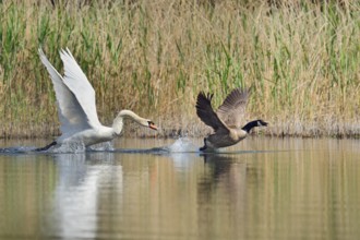Mute swan (Cygnus olor) chasing away a Canada goose (Branta canadensis), North Rhine-Westphalia,