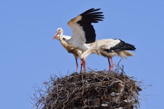 White stork (Ciconia ciconia), pair on the nest, Algarve, Portugal
