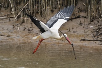 White stork (Ciconia ciconia) soaring with nesting material, Algarve, Portugal