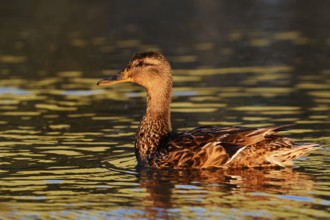 Mallard (Anas platyrhynchos), female, North Rhine-Westphalia, Germany