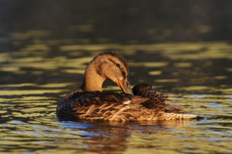Mallard (Anas platyrhynchos), female during plumage care, North Rhine-Westphalia, Germany