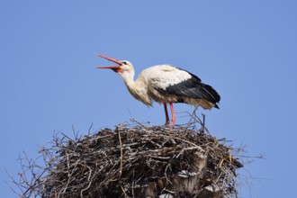White stork (Ciconia ciconia) standing in the nest, Algarve, Portugal
