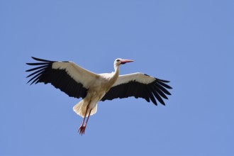 White stork (Ciconia ciconia), flying, Algarve, Portugal