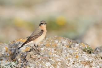 Wheatear (Oenanthe oenanthe), female, Algarve, Portugal