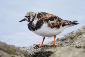 Ruddy turnstone (Arenaria interpres), Algarve, Portugal