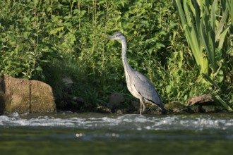 Grey heron (Ardea cinerea) standing in the water, North Rhine-Westphalia, Germany