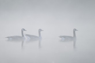 Canada geese (Branta canadensis) and grey goose (Anser anser) in the morning fog, North