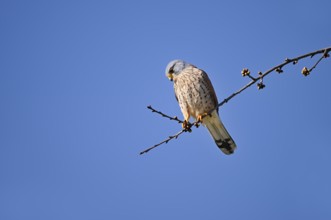 Kestrel (Falco tinnunculus), male, North Rhine-Westphalia, Germany