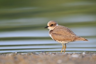 Little Ringed Plover (Charadrius dubius), young bird, North Rhine-Westphalia, Germany