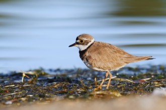 Little Ringed Plover (Charadrius dubius), North Rhine-Westphalia, Germany