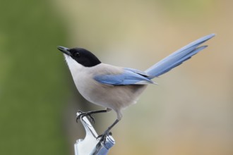 Blue magpie (Cyanopica cyanus), Algarve, Portugal