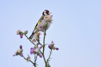 Goldfinch (Carduelis carduelis) sitting on thistle (Carduus acanthoides) in summer, North
