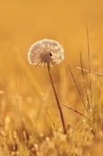 Common dandelion (Taraxacum officinale), fruit stand backlit at sunrise, North Rhine-Westphalia,