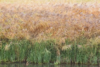 Reed (Phragmites australis, Phragmites communis) in autumn, North Rhine-Westphalia, Germany